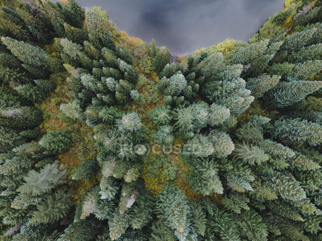Вид с воздуха на лес возле озера — стоковое фото