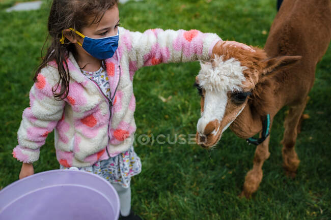 Rapariga em máscara facial acariciando alpaca — Fotografia de Stock