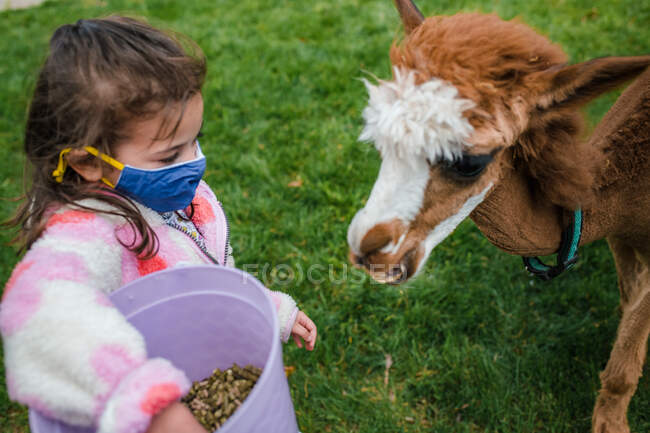 Молодая девушка кормит альпаку из ведра — стоковое фото