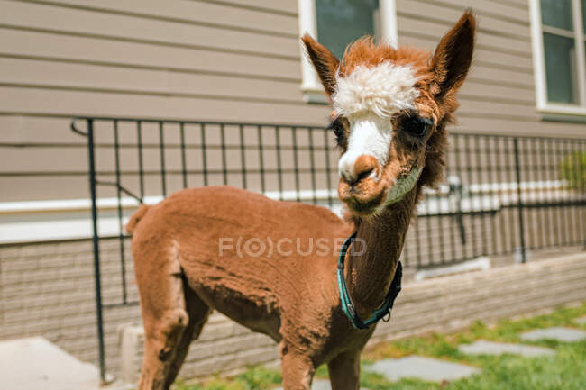 Domestic alpaca in back yard of suburban home — Stock Photo