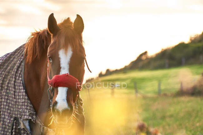 Кінь на сході сонця в горі — стокове фото