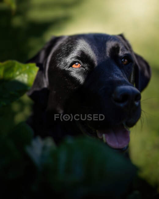 Черный лабрадор оранжевые глаза собака солнце вертикальное — стоковое фото