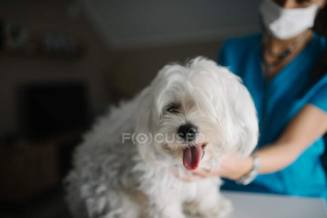 Primer plano de un perro maltés y un veterinario en un fondo borroso. - foto de stock