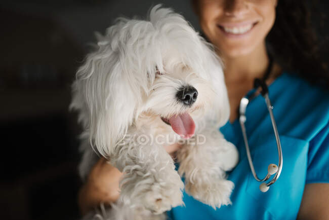 Primer plano de un perro maltés en brazos de veterinario. - foto de stock