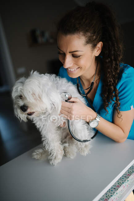 Veterinário ouvindo o coração e os pulmões do cão com um steth — Fotografia de Stock