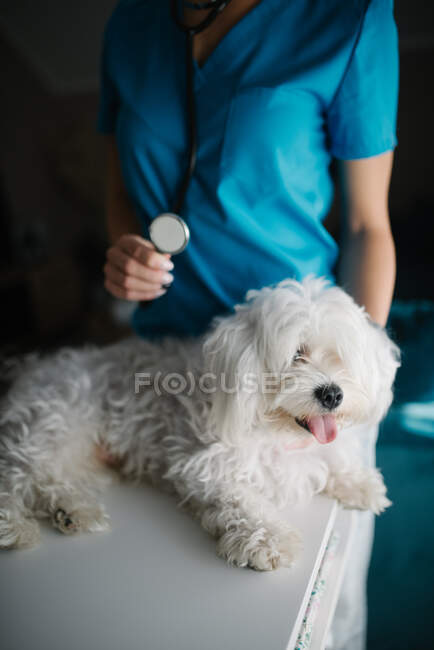 Perro maltés en una mesa veterinaria frente a un veterinario ingenio - foto de stock