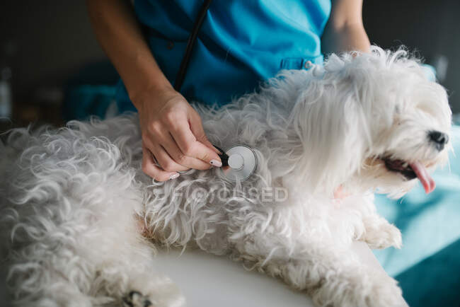 Close-up do veterinário ouvindo o coração de um cão. — Fotografia de Stock
