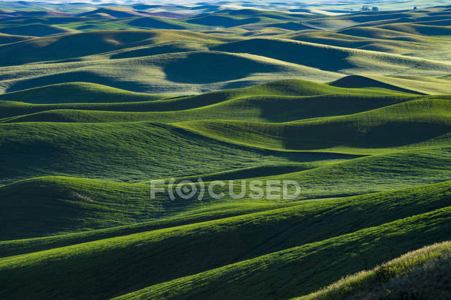 Fields of green wheat in Eastern Washington state — Stock Photo