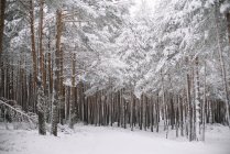 Alberi nella foresta con neve — Foto stock