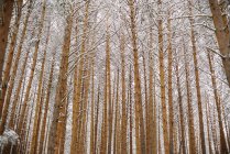 Árboles en el bosque con nieve - foto de stock