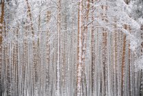 Дерева в лісі зі снігом — стокове фото