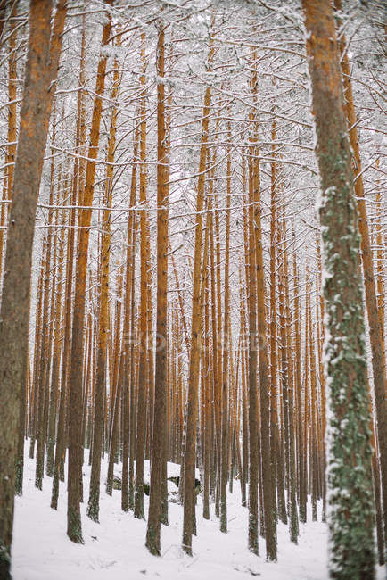 Деревья в лесу со снегом — стоковое фото