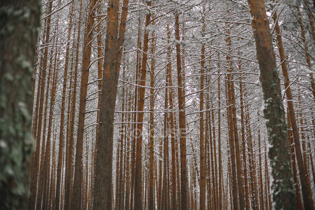 Árvores na floresta com neve — Fotografia de Stock