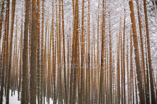 Trees in the forest with snow — Stock Photo