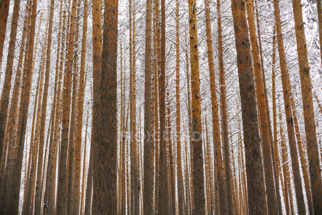 Árvores na floresta com neve — Fotografia de Stock