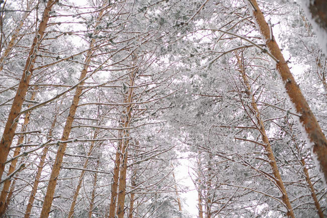 Árboles en el bosque con nieve - foto de stock