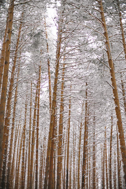 Деревья в лесу со снегом — стоковое фото