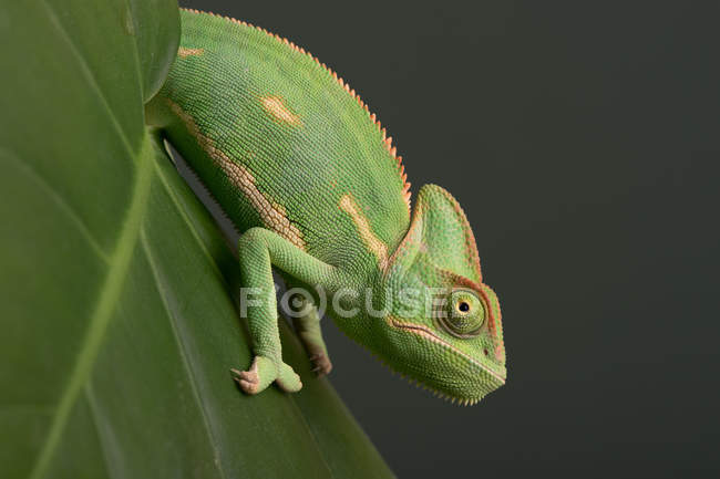 Camaleón velado (Chamaeleo calyptratus ) - foto de stock