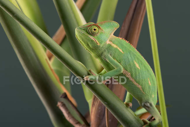 Camaleón velado (Chamaeleo calyptratus ) - foto de stock