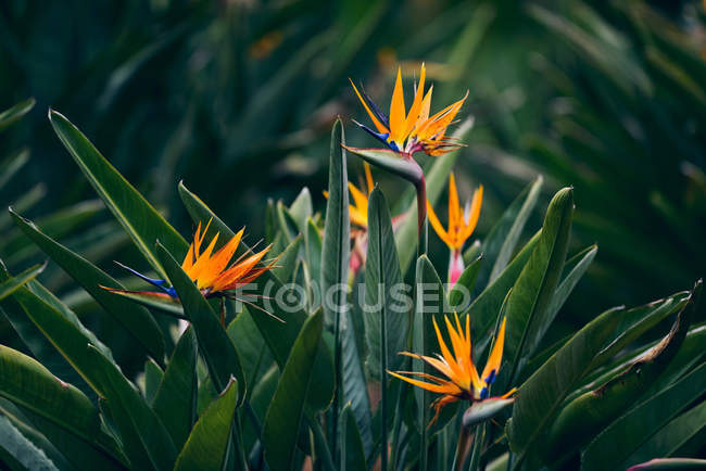 Fleurs Strelitzia floraison — Photo de stock