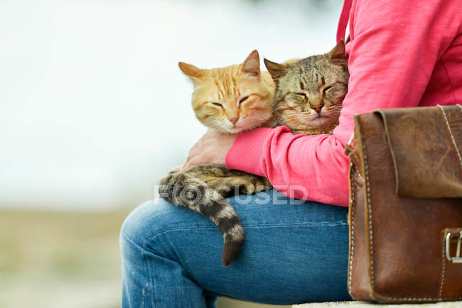 Due gatti sdraiati in grembo di donna — Foto stock