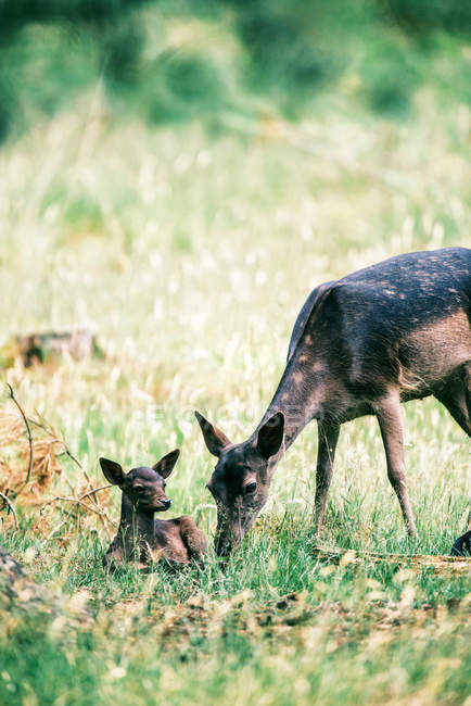 Deer inspecting fawn — Stock Photo