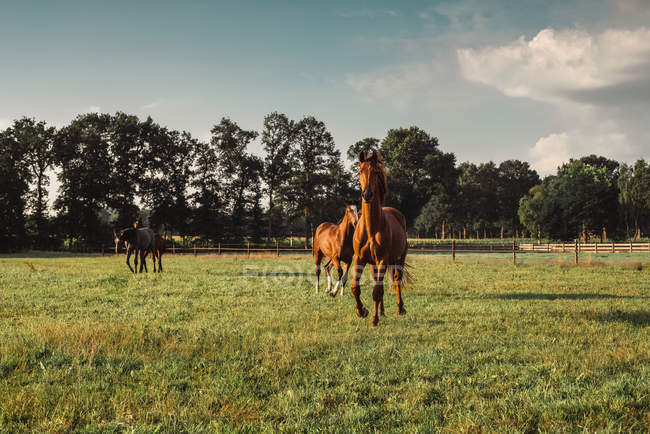 Horses on green meadow — Stock Photo