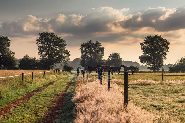 Randonneur debout près de la clôture avec des chevaux — Photo de stock