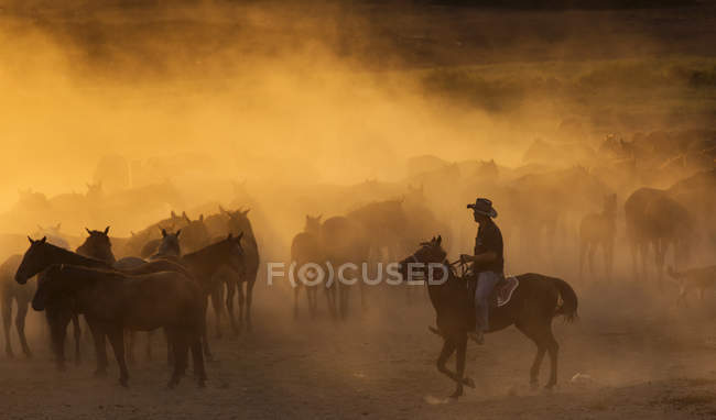 Western cowboys equitazione cavalli, cordata cavallo selvaggio — Foto stock