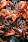 Elevated view of pile of shrimps on ice cubes — Stock Photo