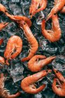 Vista de cima de pilha de camarões em cubos de gelo — Fotografia de Stock