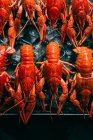Pile of crayfishes placed in row with ice cubes on baking tray — Stock Photo