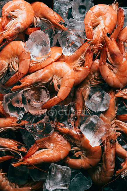 Elevated view of pile of shrimps on ice cubes — Stock Photo