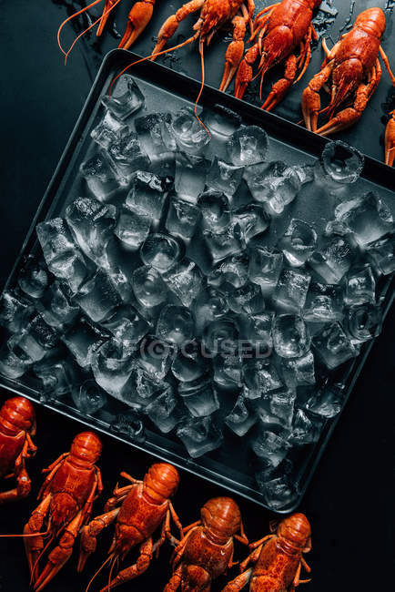 Vista sopraelevata di gamberi disposti in file e teglia con cubetti di ghiaccio — Foto stock