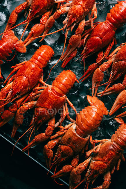 Top view of pile of crayfishes placed in row with ice cubes on baking tray — Stock Photo