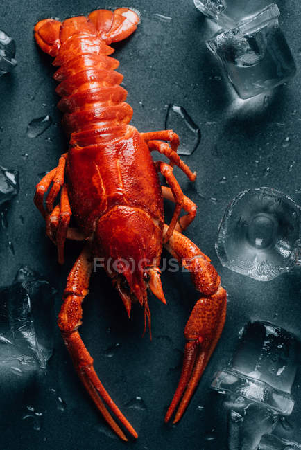 Closeup view of crayfish on tabletop with melting ice cubes — Stock Photo