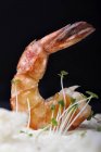 Close-up de camarão assado com brotos frescos — Fotografia de Stock