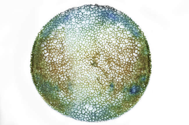 Круглый абстрактный образец сахарной глазури — стоковое фото