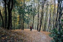 Junger Mann mit Rucksack spaziert zwischen hohen Bäumen auf Hügel — Stockfoto