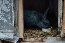 Lepre nera che mangia in gabbia di legno — Foto stock