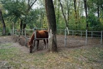 Cavalo atrás de cerca de madeira em paddock — Fotografia de Stock
