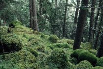 Collina muschiosa nella foresta con abeti — Foto stock