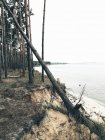 Fallen fir tree on sand plumb river shore — Stock Photo