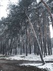 Vista para a floresta no campo de inverno — Fotografia de Stock