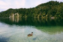 Качка плаває на ідилічному лісовому озері — стокове фото
