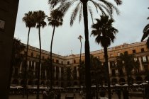 Silhouettes de palmiers sur fond de façade carrée et de bâtiment — Photo de stock