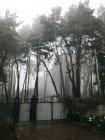 Передний двор с аллеей с закрытыми воротами и цветущими цветами над туманными высокими лесами — стоковое фото