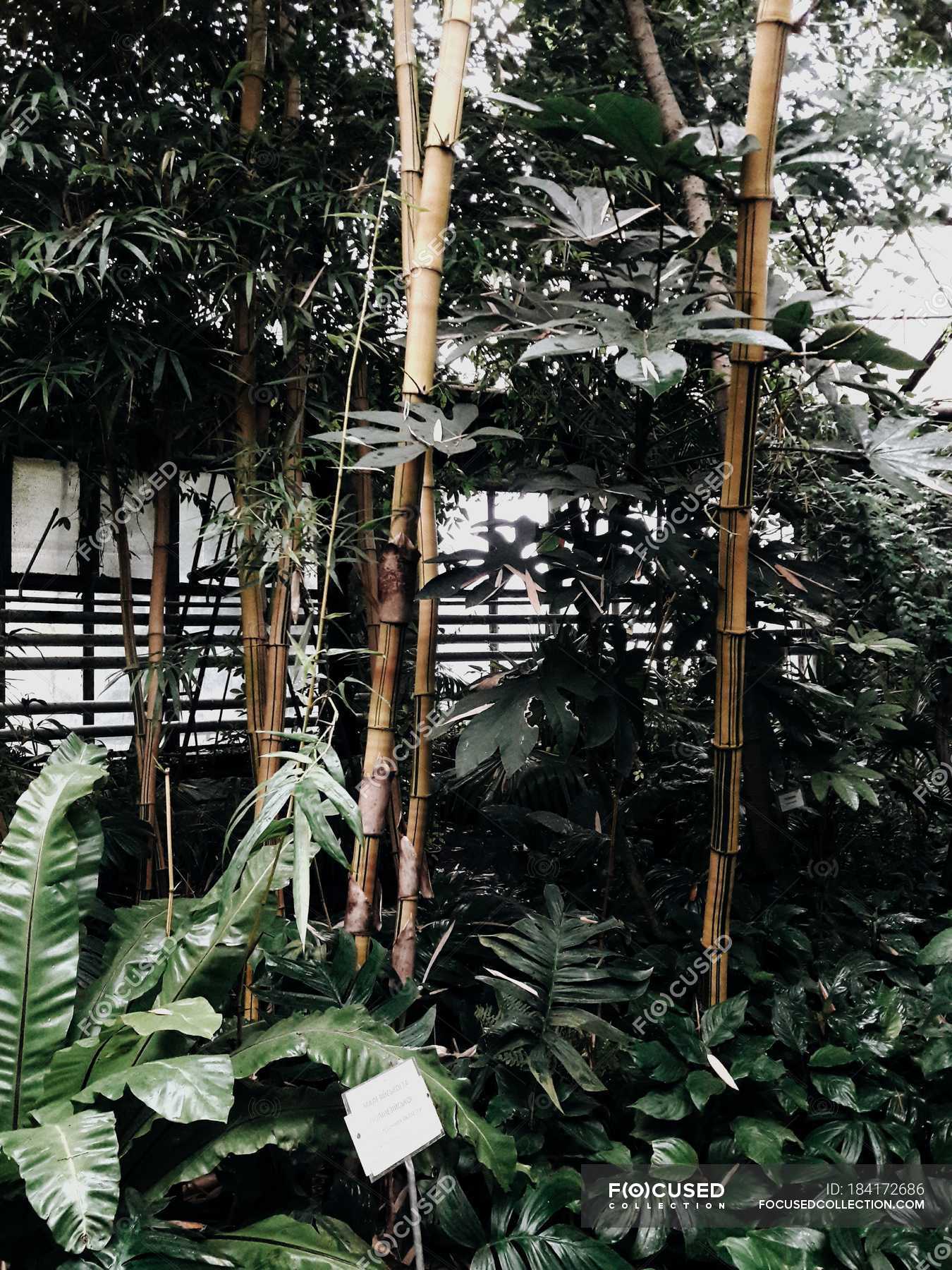 Plants at botanical garden green house — leaves, botany - Stock Photo ...