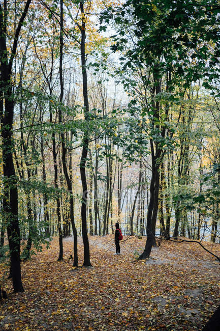 Junger Mann mit Rucksack spaziert zwischen hohen Bäumen auf Hügel — Stockfoto