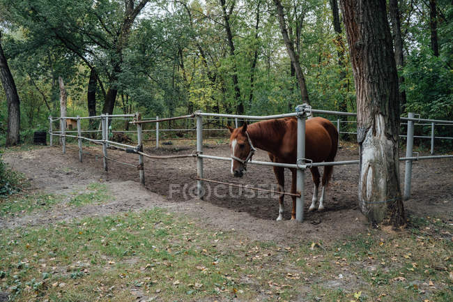 Кінь за дерев'яним парканом на майданчику — стокове фото